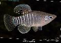 Aquarium Fishes Diamond Killifish Photo