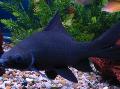 Photo Aquarium Black shark characteristics and care