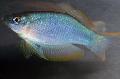 Aquarium Fishes Blue-Green Procatopus Photo