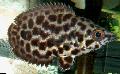 Foto Aquarium Spotted Kletter Barsch, Leoparden-Buschfisch Merkmale und kümmern