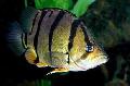 Aquarium Fishes Tiger perch Photo