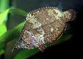 Photo South American Leaf Fish characteristics