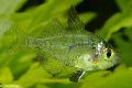 Photo Aquarium Indian Glass Fish characteristics and care