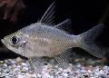 Photo Aquarium Glassfish Géant les caractéristiques et un soins