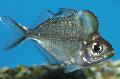 Photo Aquarium Humphead Glassfish characteristics and care