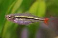 Aquarium Fishes Red-tail Rasbora Photo