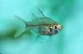 Aquarium Fishes Sailfin Glass Perchlet Photo