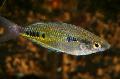 Foto Aquarium Schwarz Gefleckte Regenbogenfisch Merkmale und kümmern