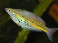 Photo Aquarium Ramu Rainbowfish les caractéristiques et un soins