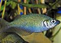 Photo Lake Wanam rainbowfish,  characteristics