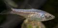 Aquarium Fishes Rasbora reticulata Photo