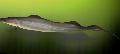 Photo Aba, African Knifefish characteristics