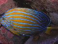   Striped Aquarium Fish Chaetodontoplus Photo