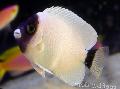 Aquarium Fishes Genicanthus Photo