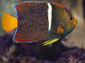 Photo Aquarium King angelfish characteristics and care