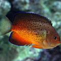 Photo Aquarium Rusty angelfish characteristics and care