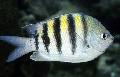 Photo Aquarium Sergent major Damsel Fish characteristics and care