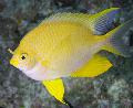 Photo Aquarium Golden damselfish characteristics and care