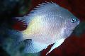 Aquarium Fishes White-belly damselfish Photo