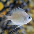 Aquarium Fishes Ternate Damsel Photo