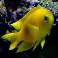 Photo Aquarium Canary Deep Water Damsel characteristics and care