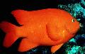 Aquarium Fishes Garibaldi Damselfish Photo