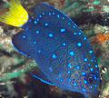 Aquarium Fishes Jewel Damselfish Photo