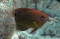   Brown Aquarium Fish Pomacentrus Photo