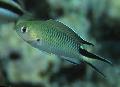 Aquarium Fishes Pomachromis Photo