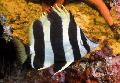 Aquarium Fishes Lord Howe Coralfish Photo