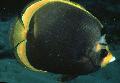 Photo Aquarium Dusky Butterflyfish characteristics and care