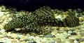 Photo Aquarium Bristlenose Catfish characteristics and care