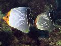 Photo Aquarium Orange face butterflyfish characteristics and care