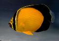Photo Aquarium Arabian Butterflyfish characteristics and care