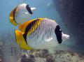 Aquarium Fishes Lined butterflyfish Photo