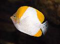 Photo Aquarium Pyramid butterflyfish characteristics and care