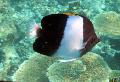 Aquarium Fishes Black pyramid (Brushy-toothed) butterflyfish Photo