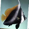 Aquarium Fishes Masked Bannerfish, Phantom bannerfish Photo