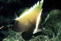 Photo Aquarium Humphead bannerfish characteristics and care