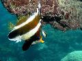 Photo Aquarium Pennant bannerfish characteristics and care