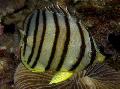 Aquarium Fishes Eight banded butterfly fish Photo