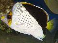 Photo Aquarium Tinkeri Butterflyfish characteristics and care