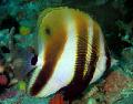 Foto Aquarium Orange-Gebändert Fisch Merkmale und kümmern