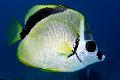 Aquarium Fishes Barberfish, Blacknosed butterflyfish Photo