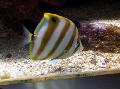 Aquarium Fishes Sixspine Butterflyfish Photo
