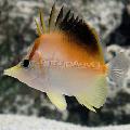 Photo Butterflyfish Atlantique Longnose les caractéristiques