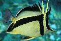 Aquarium Fishes Scythe-mark butterflyfish Photo
