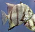 Photo Aquarium Spadefish Atlantique les caractéristiques et un soins