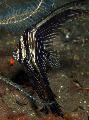   Striped Batavia batfish / Platax batavianus Photo