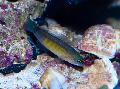 Aquarium Fishes Blue-Line Dottyback Photo